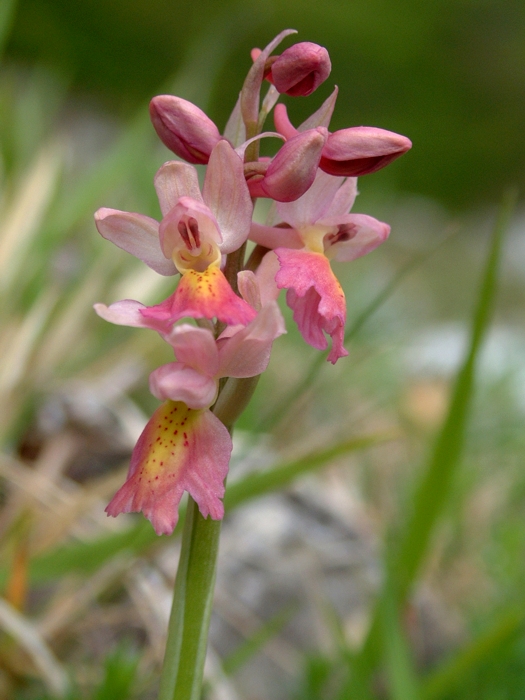 Orchis x colemanii (ibrido: Or. mascula x Or. pauciflora)